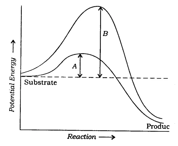 Potential energy vs reaction progress graph with two curves, A (lower hump) and B (higher hump), substrate to product