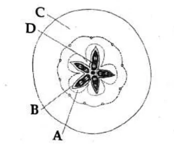 Cross-section of fruit with labels A-D