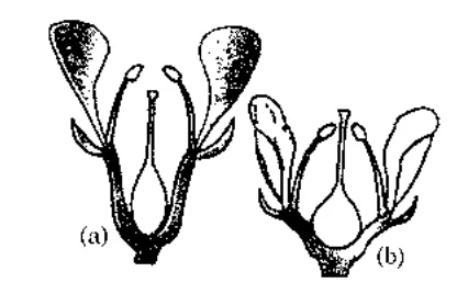 two flower longitudinal sections (a) and (b) showing ovary position