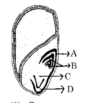 longitudinal section of a monocot seed with labelled parts A, B, C, D