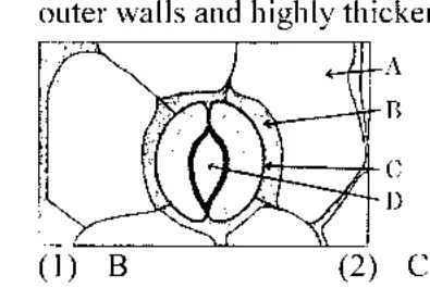 stomatal guard cells with labelled parts A, B, C, D