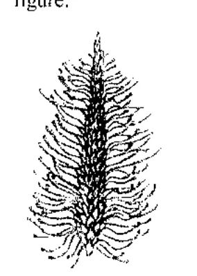 dense spike-like inflorescence with long exposed stamens