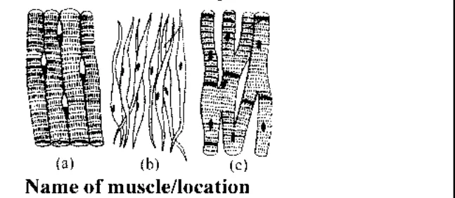 Three muscle tissue drawings (a) skeletal-like striated, (b) smooth, (c) cardiac