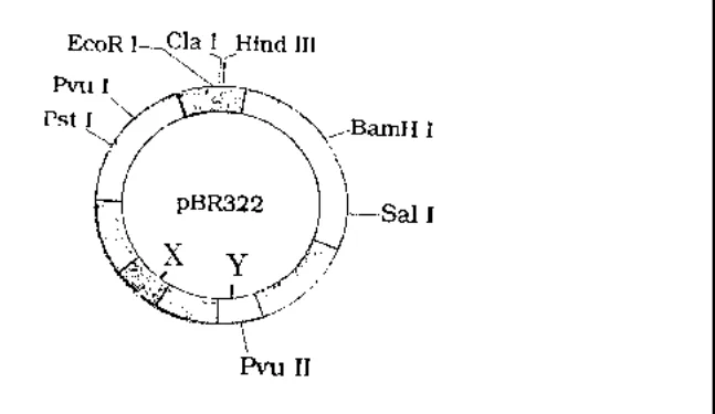 pBR322 plasmid map with restriction sites and genes X and Y