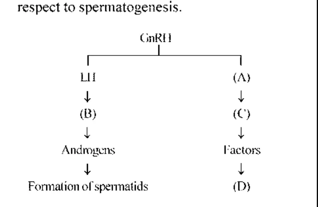 Flow chart of hormonal control of spermatogenesis with blanks A-D