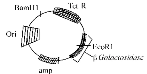 Plasmid map with BamHI, Tet R, Ori, EcoRI, beta-Galactosidase, amp