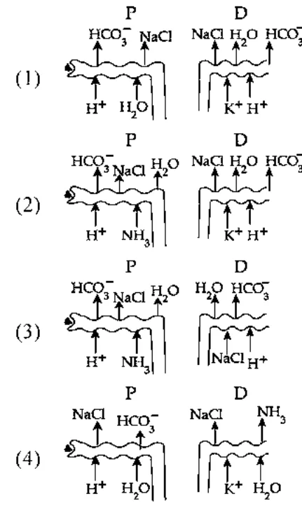 Four nephron proximal/distal tubule diagrams (the answer options) showing ion transport arrows